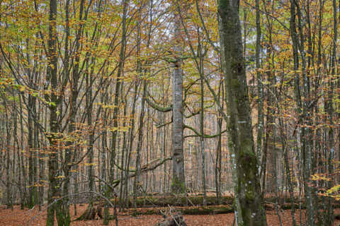 Gemeinde Bayerisch_Eisenstein Landkreis Regen Hans-Watzlik-Hain Wald (Dirschl Johann) Deutschland REG